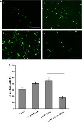 Antimicrobial Defensin and DNA Traps in Manila Clam Ruditapes philippinarum: Implications for Their Roles in Immune Responses